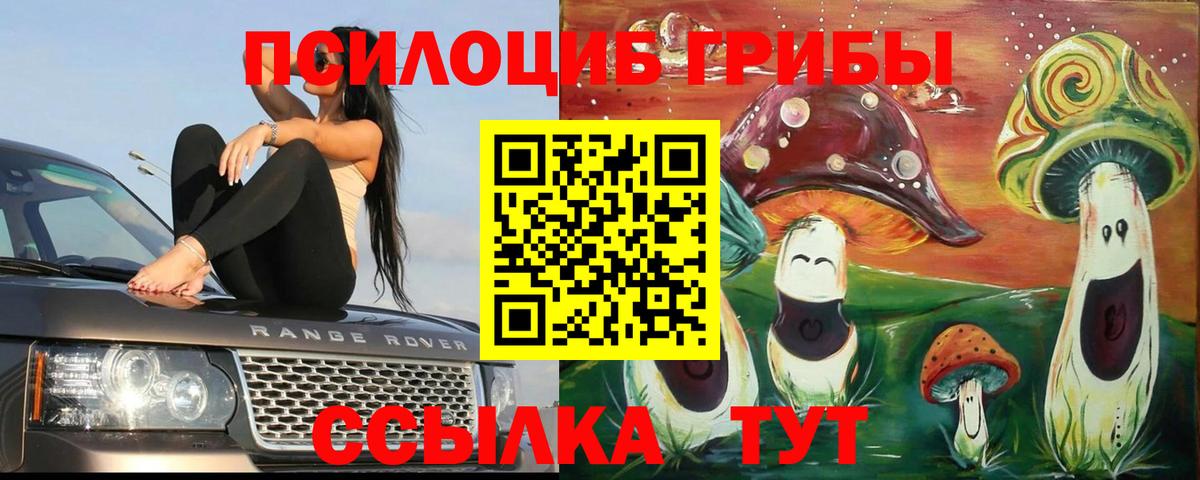 Галлюциногенные грибы Psilocybe Курчатов